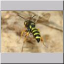 Cerceris arenaria - Sandknotenwespe w11 12mm mit Ruesselkaefer - Sandgrube Niedringhaussee.jpg